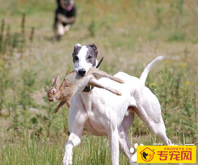 秋田犬幼犬特征 被毛应为双层毛
