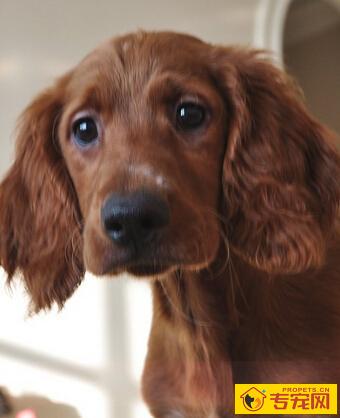 爱尔兰雪达犬的形态特征 具有外向稳定的气质