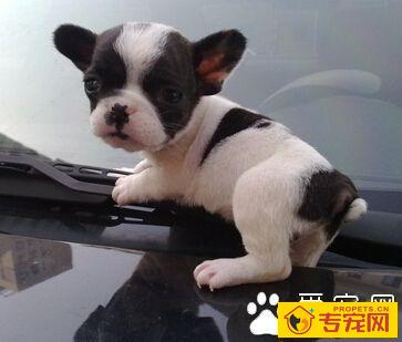 波士顿梗的形态特征 它的姿态从容而优雅