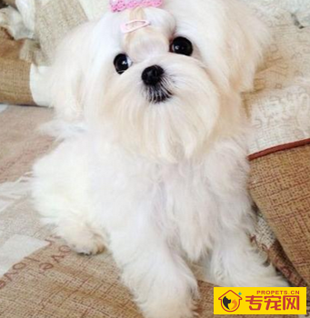 马尔济斯的智商 该犬排名第五十九位