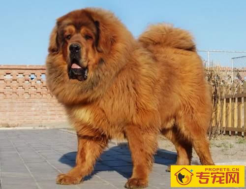 藏獒好养吗 了解藏獒的秉性脾气