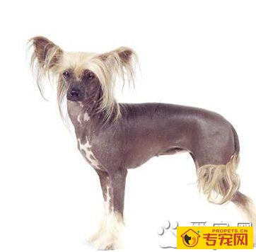 冠毛犬的形态特征  稀有的无毛犬之一