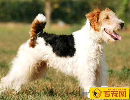 猎狐梗的寿命 该犬一般为13到14年