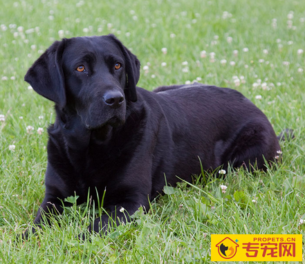 哪个品种的狗最可爱 狗狗的品种性格分析