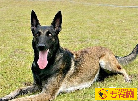 比利时坦比连犬的形态特征 步态活泼而优美