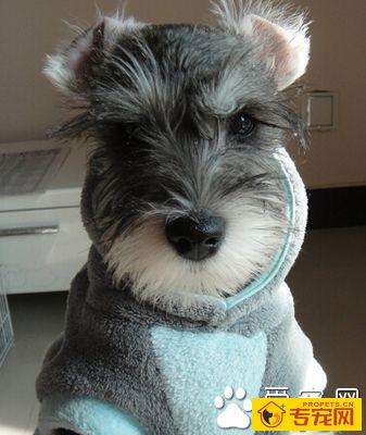 雪纳瑞好还是泰迪好 都有各自的特点