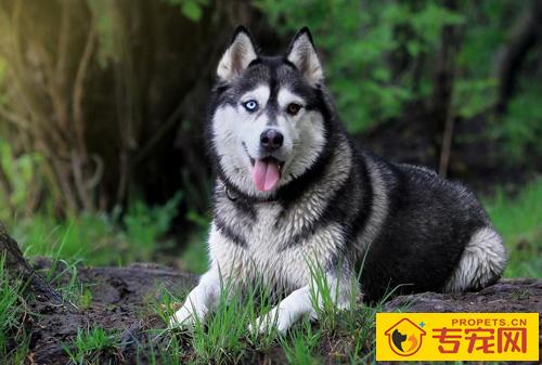 阿拉斯加雪橇犬好养吗 对环境的要求很高