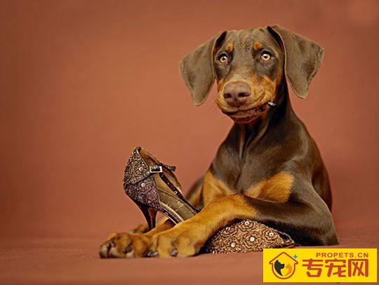 狗狗不吃东西怎么办