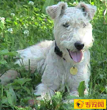 湖畔梗的性格 该犬的性格非常开朗