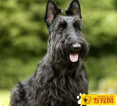 苏格兰梗是雪纳瑞吗 两者都有共同的特征