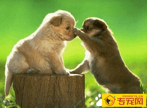 狗狗呕吐怎么办 狗狗呕吐腹泻治疗方法