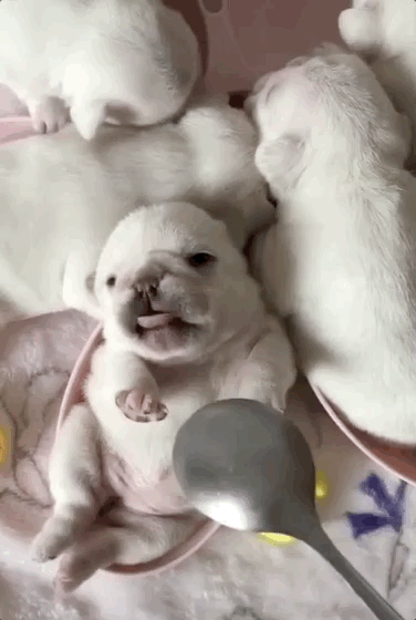 养狗后，你多久没有好好吃过饭了？