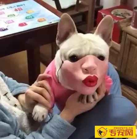 网友给自家法斗买了个嘴套,戴上后发现真辣眼睛!