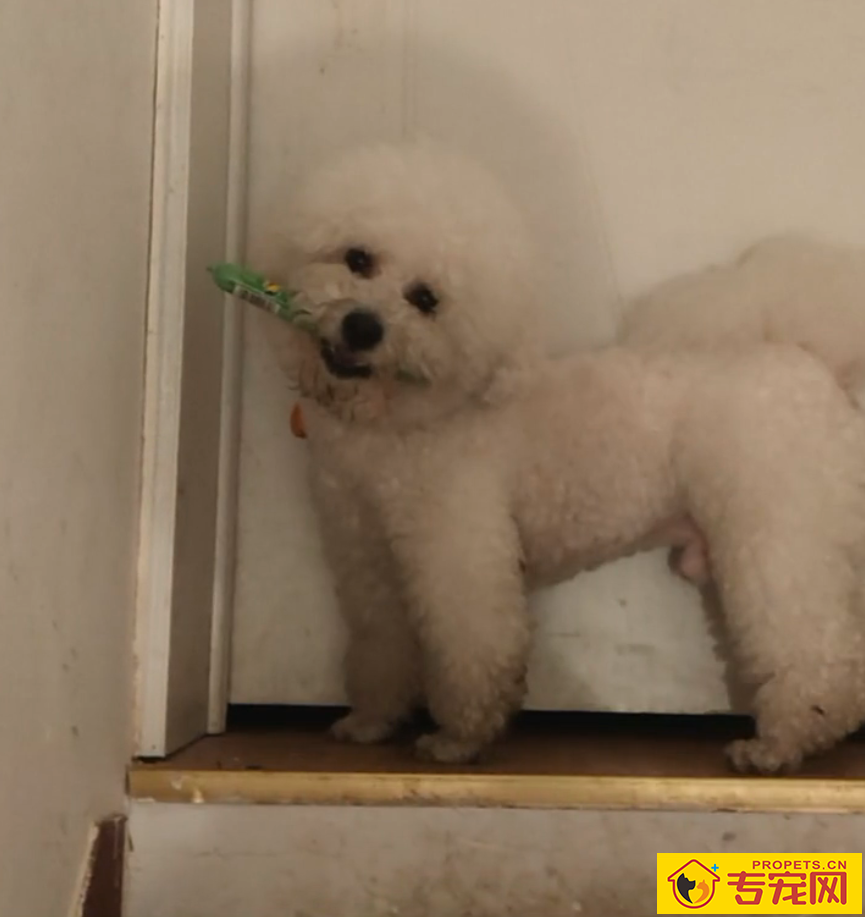 带狗子逛了趟超市，回来才发现，这货竟是个小毛贼！