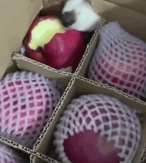 养狗后，你多久没有好好吃过饭了？