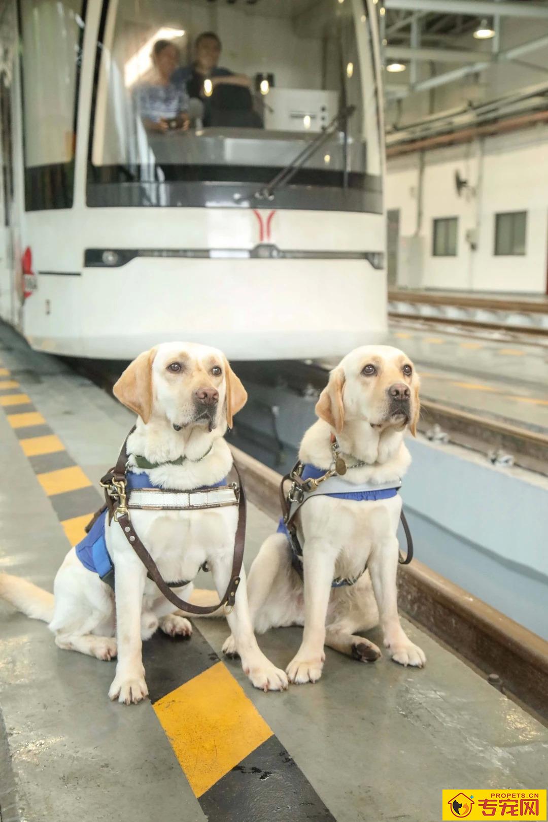 导盲犬的小知识