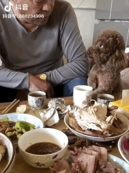 养狗后，你多久没有好好吃过饭了？