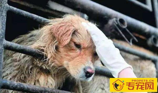 深圳成为大陆第一个立法禁食猫狗的城市!自2020年5月1日起施行。