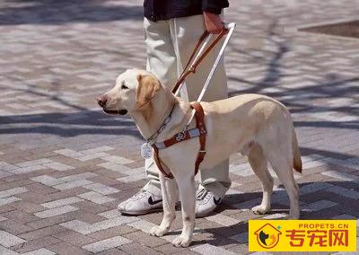 导盲犬的小知识
