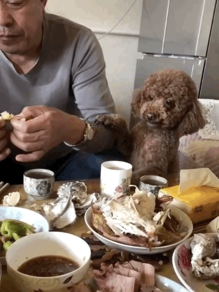 养狗后，你多久没有好好吃过饭了？