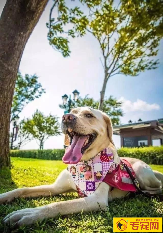 导盲犬的小知识