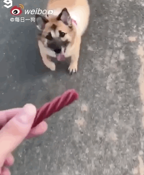 养狗后，你多久没有好好吃过饭了？