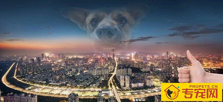 深圳成为大陆第一个立法禁食猫狗的城市!自2020年5月1日起施行。