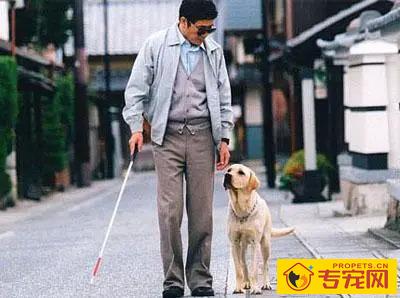 导盲犬的小知识