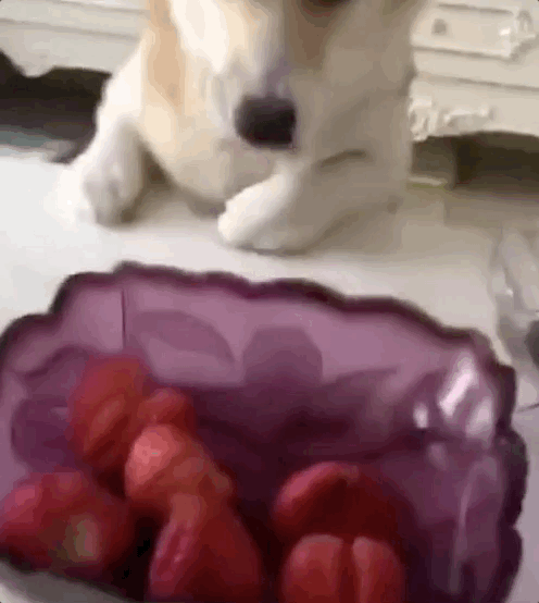 养狗后，你多久没有好好吃过饭了？