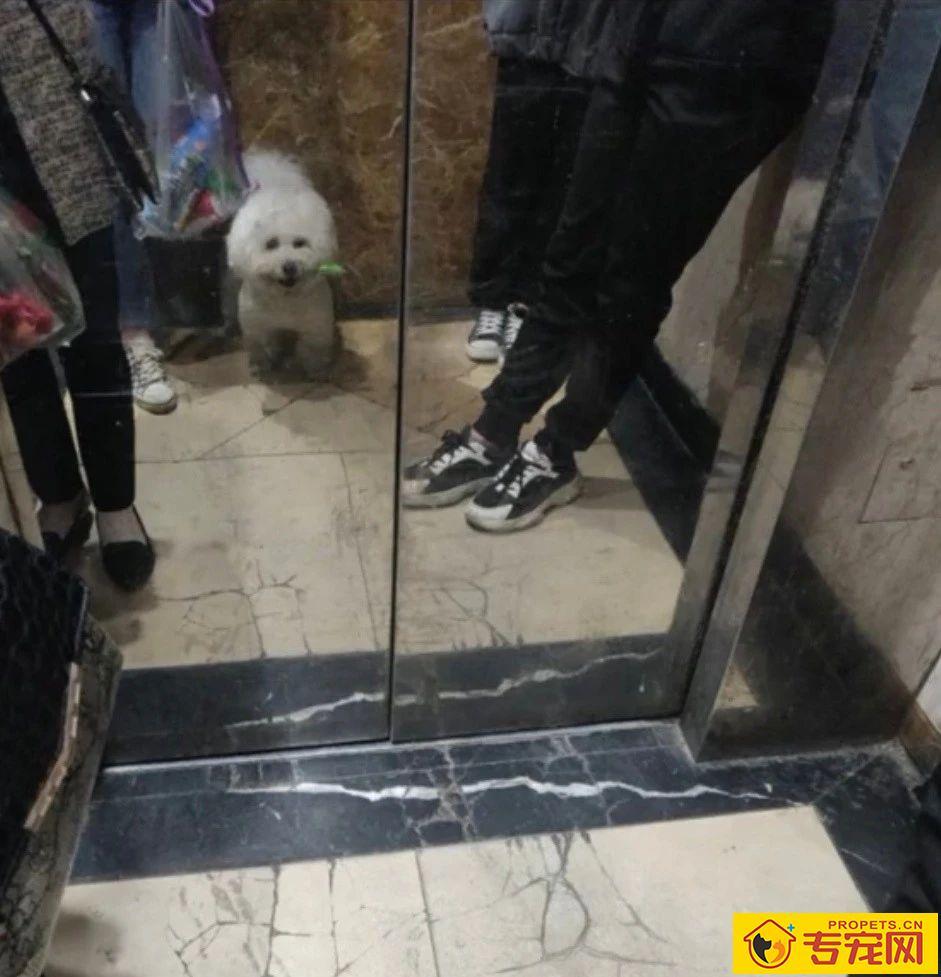 带狗子逛了趟超市，回来才发现，这货竟是个小毛贼！