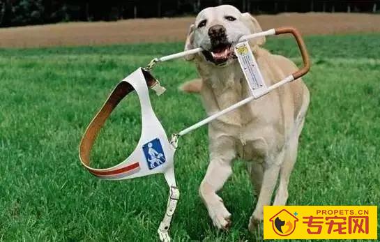 导盲犬的小知识