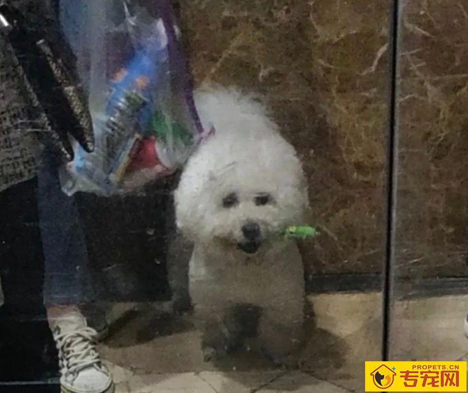 带狗子逛了趟超市，回来才发现，这货竟是个小毛贼！