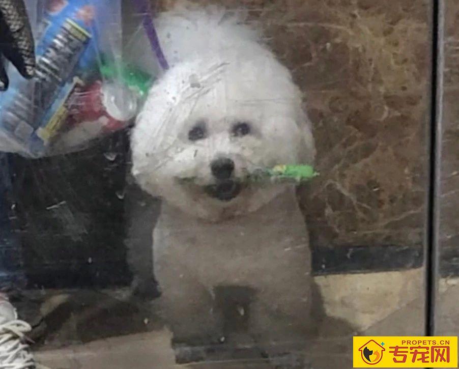 带狗子逛了趟超市，回来才发现，这货竟是个小毛贼！