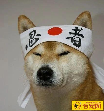 我家汪太能叫了怎么办?快看看这十个方法!