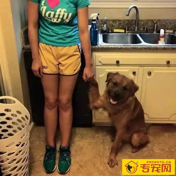 我家汪太能叫了怎么办?快看看这十个方法!