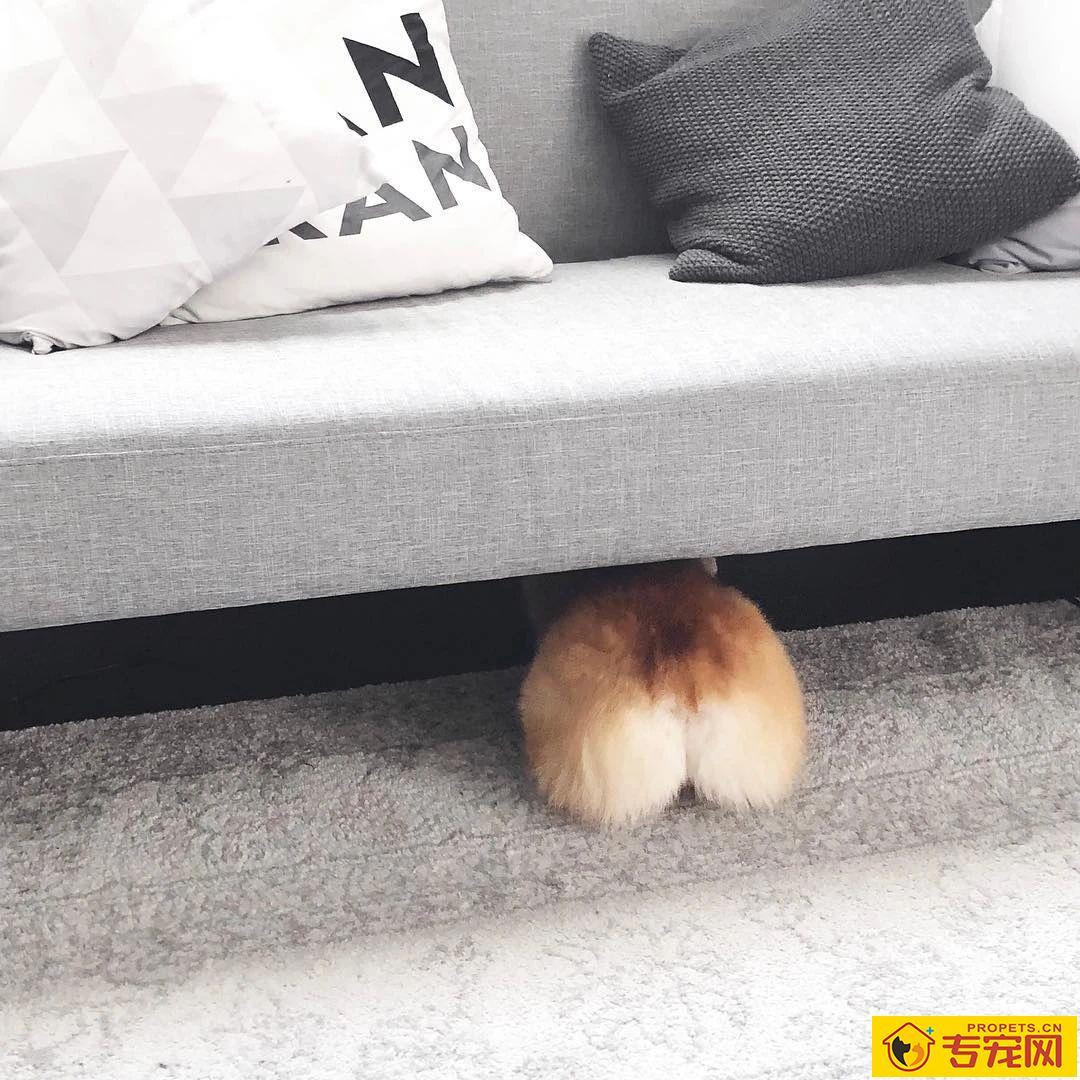 我家汪太能叫了怎么办?快看看这十个方法!