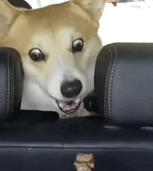 养狗后，你多久没有好好吃过饭了？