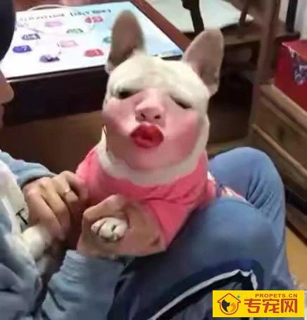 网友给自家法斗买了个嘴套,戴上后发现真辣眼睛!