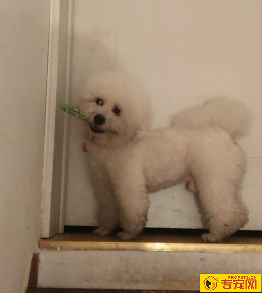 带狗子逛了趟超市，回来才发现，这货竟是个小毛贼！