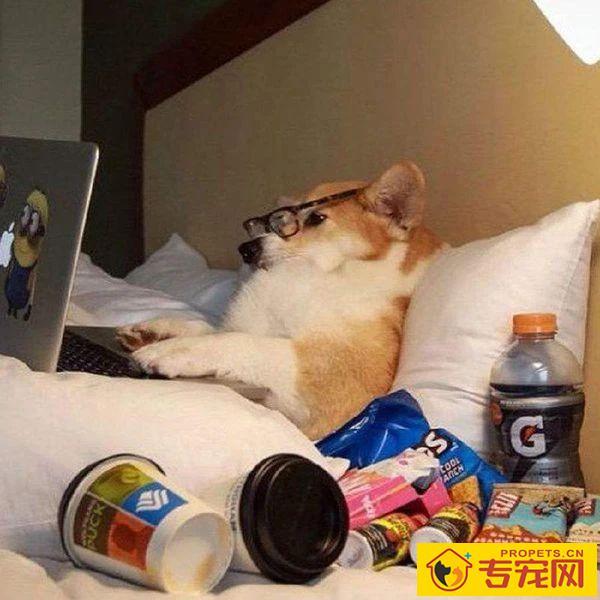 我家汪太能叫了怎么办?快看看这十个方法!