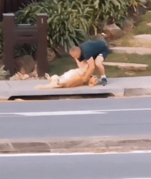 为什么边牧不喜欢和别的狗狗一起玩?因为它...