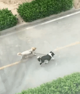 为什么边牧不喜欢和别的狗狗一起玩?因为它...
