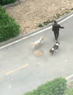 为什么边牧不喜欢和别的狗狗一起玩?因为它...