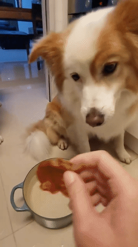 为什么边牧不喜欢和别的狗狗一起玩?因为它...
