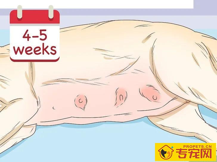 宠主该如何判断狗狗是否怀孕？