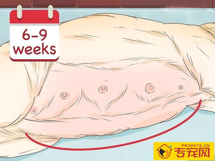 宠主该如何判断狗狗是否怀孕？