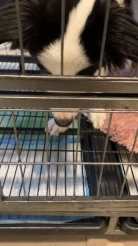 为什么边牧不喜欢和别的狗狗一起玩?因为它...