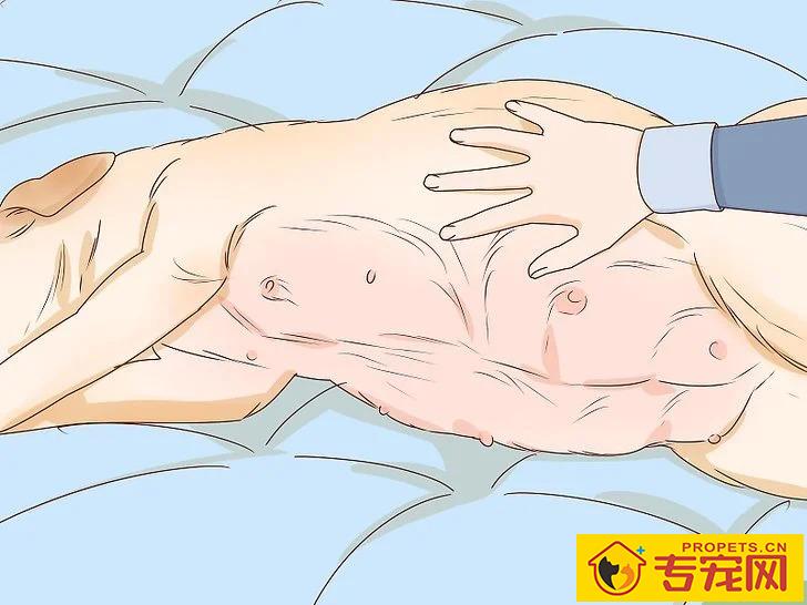 宠主该如何判断狗狗是否怀孕？