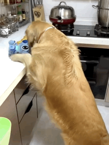 养狗后，你多久没有好好吃过饭了？