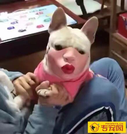 网友给自家法斗买了个嘴套,戴上后发现真辣眼睛!